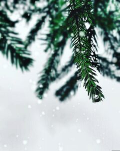 sapin colaurama