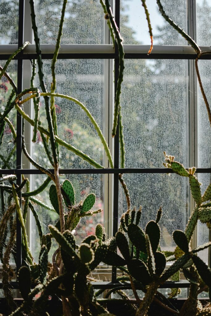 cactus devant une fenetre - décoration intérieure architecte lyon colaurama