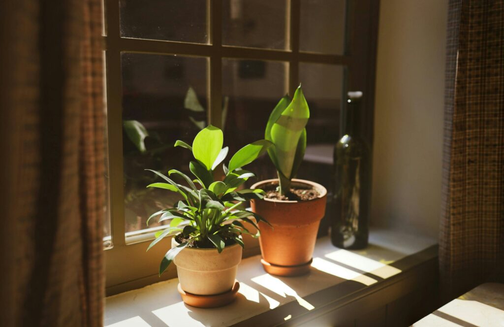 lumière naturelle dans un intérieur apaisant avec plantes vertes, symbole d’harmonie et de bien-être